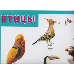НаглядныеПособия Плакат. Птицы, (Мозаика-Синтез, 2014), Л, c.1