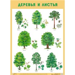 НаглядныеПособия Плакат. Деревья и листья (А1), (Мозаика-Синтез, 2020), Л