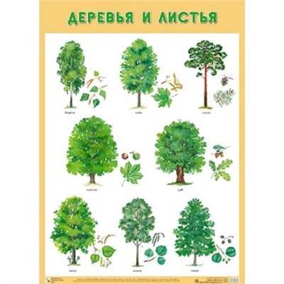 НаглядныеПособия Плакат. Деревья и листья (А1), (Мозаика-Синтез, 2020), Л