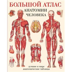 ЛучшиеВМиреАнатомическиеТаблицы-обл Большой атлас анатомии человека, (АСТ, 2021), Обл, c.72
