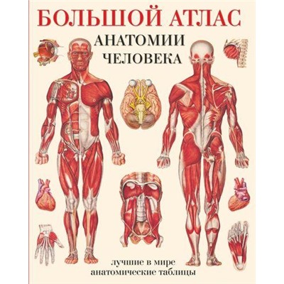 ЛучшиеВМиреАнатомическиеТаблицы-обл Большой атлас анатомии человека, (АСТ, 2021), Обл, c.72