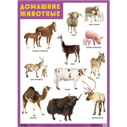 НаглядныеПособия Плакат. Домашние животные (А1), (Мозаика-Синтез, 2020), Л